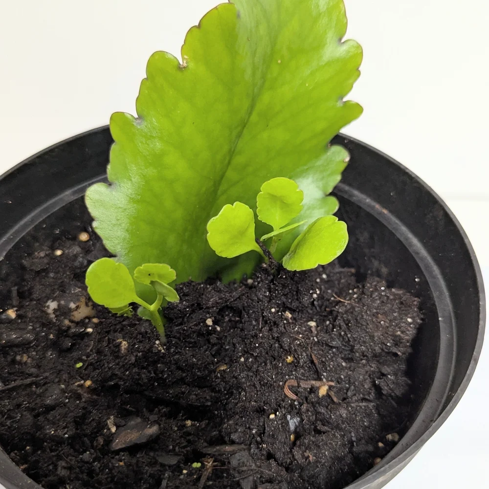 Kalanchoe Pinnata Leaves To Grow Organic Plants..Reptile Habitat Accessory